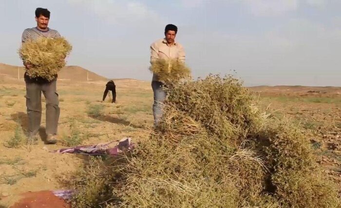 گیاهان دارویی خراسان جنوبی محروم از فرآوری و علمی شدن