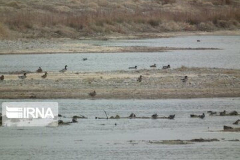 کمآبی و خشکشدن سه تالاب گنبدکاووس مانع حضور پرندگان مهاجر میشود کمآبی و خشکشدن سه تالاب گنبدکاووس مانع حضور پرندگان مهاجر میشود