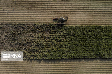 Iran : récolte de la canne à sucre dans la province du Khouzestan