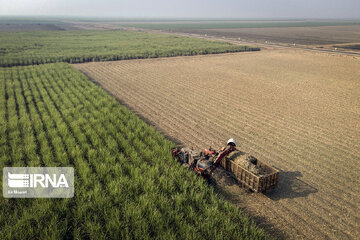 Iran : récolte de la canne à sucre dans la province du Khouzestan