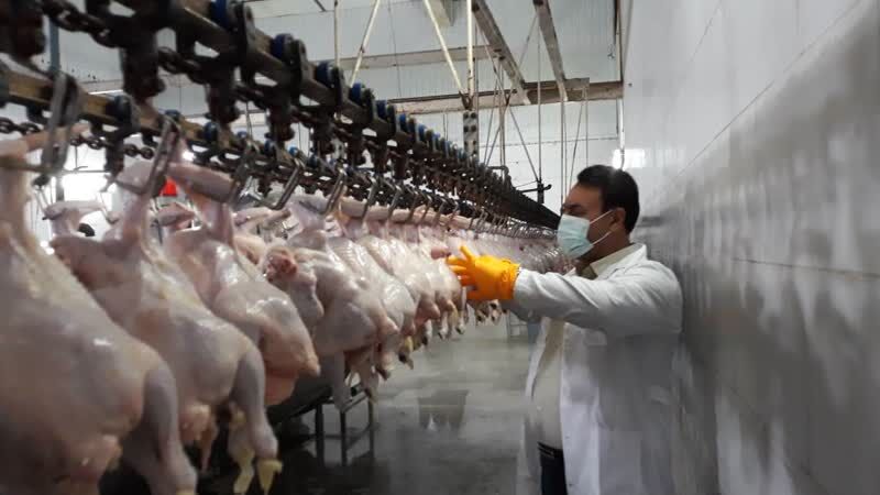 روند تامین و توزیع مرغ در قزوین بهبود یافت
