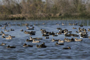 خشکی تالاب بین‌المللی هامون سبب تغییر زمستان گذرانی ۴۰۰ هزار پرنده مهاجر شد