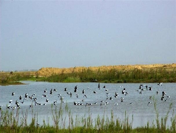 تالاب های لرستان خانه امن اما در معرض تهدید برای پرندگان مهاجر