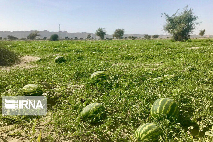 چهارضلعی شرب، کشاورزی، صنعت و خشکسالی در کم آبی کشور/ کدام بیشتر مقصرند؟