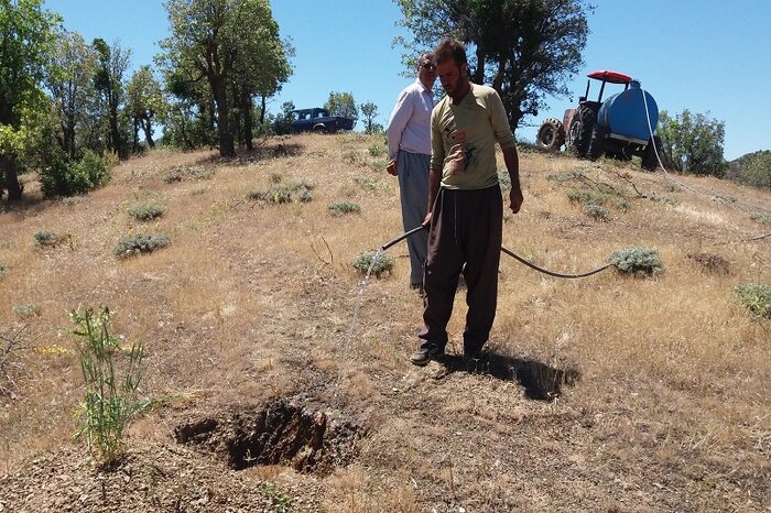 جنگلداری اجتماعی؛ راه آخر احیای زاگرس