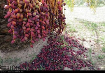 هشدار برای پیشگیری از قطع سوخت و برق کشاورزان ریگان در فصل آبدهی خرما