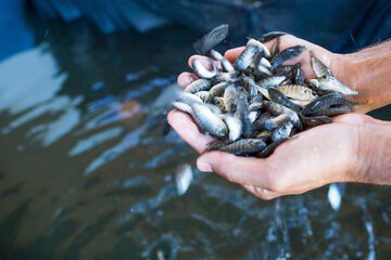 ۹۳ هزار قطعه بچه ماهی تیلاپیا در سبزوار رهاسازی شد