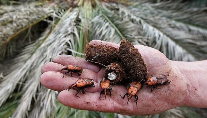 نیشتر بر تن نخلهای بیمار کرمان+فیلم