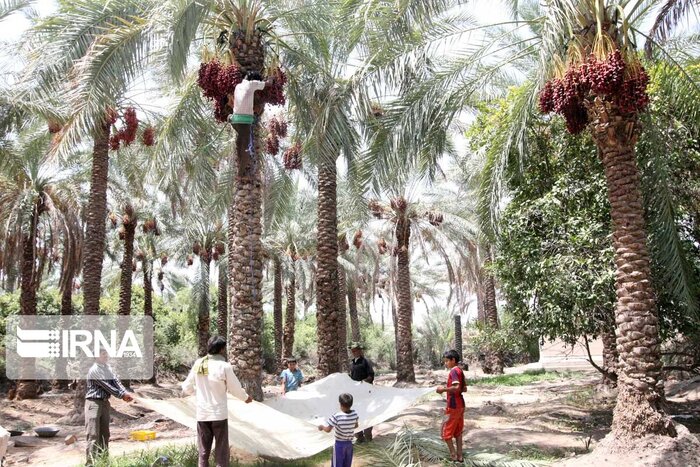 نیشتر بر تن نخلهای بیمار کرمان+فیلم