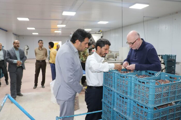 نیشتر بر تن نخلهای بیمار کرمان+فیلم