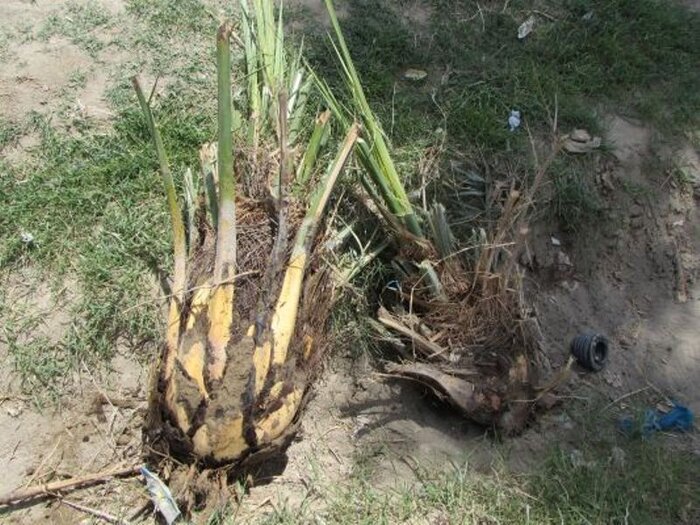 نیشتر بر تن نخلهای بیمار کرمان+فیلم