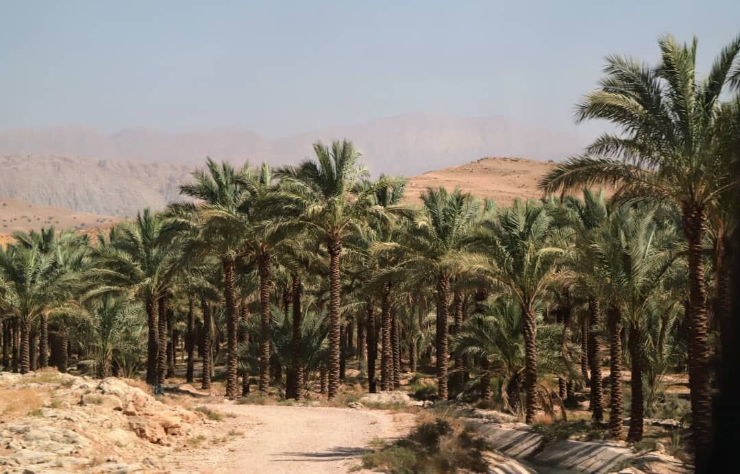 کمبود منابع مالی موجب کُندی روند اجرای طرح تحول نخلستان در استان بوشهر شده است