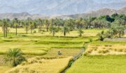 برداشت برنج در فنوج سیستان و بلوچستان آغاز شد