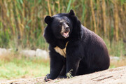 خرس سیاه آسیایی در ارتفاعات کهنوج مشاهده شد