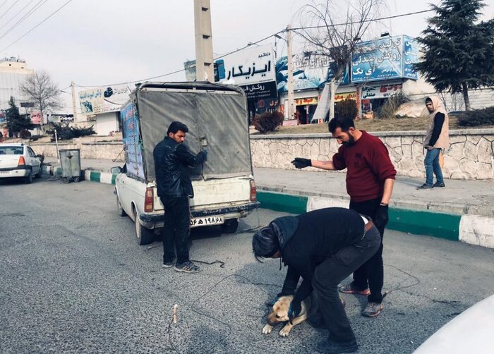 جولان سگهای ولگرد در اردبیل و آسیبهای آن