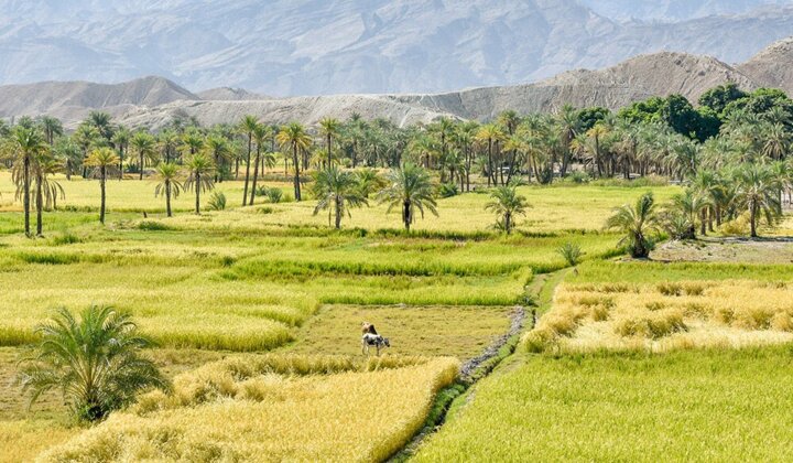 هدف گذاری سه ساله برای تبدیل راسک به قطب تولید گندم در سیستان وبلوچستان 