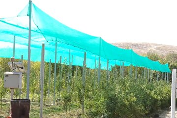 باغداران مهابادی در طرح اصلاح الگوی کشت پیشتاز شدند