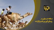 فیلم / برگزاری مسابقه شتر سواری در روستای گورزین قشم