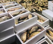 ۶۰ تن ماهی سالمون از خداآفرین صادر شد