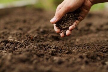 همایش روز جهانی خاک با حضور نهادهای بین‌المللی در بوشهر برگزار می‌شود