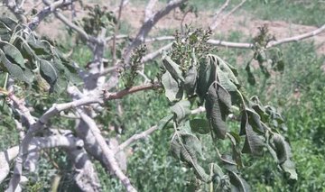 خسارت ۲۰ هزار میلیاردتومانی پسته‌کاران کرمان و آستین اتاق بازرگانی که دیر بالا زده شد