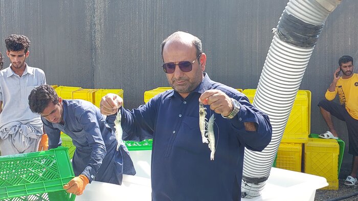 میگویِ بهشت آبزیپروری ایران؛ ارمغانی از گواتر برای صادرات به ۱۱ کشور + فیلم