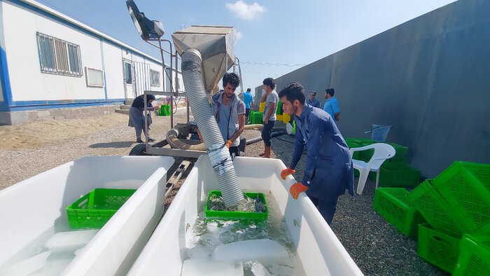 میگویِ بهشت آبزیپروری ایران؛ ارمغانی از گواتر برای صادرات به ۱۱ کشور + فیلم