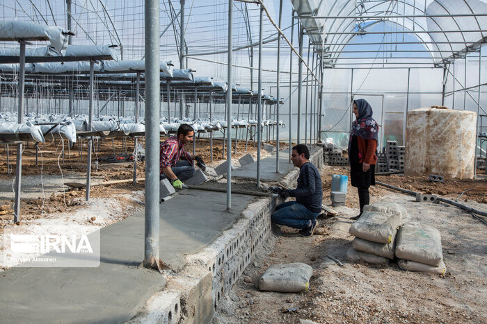 کشت گلخانهای استان اصفهان در تنگنای بودجه و تسهیلات