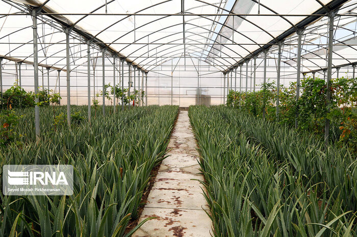 انقلاب در تولیدات کشاورزی کهگیلویه و بویراحمد؛ رهاورد نظام اسلامی