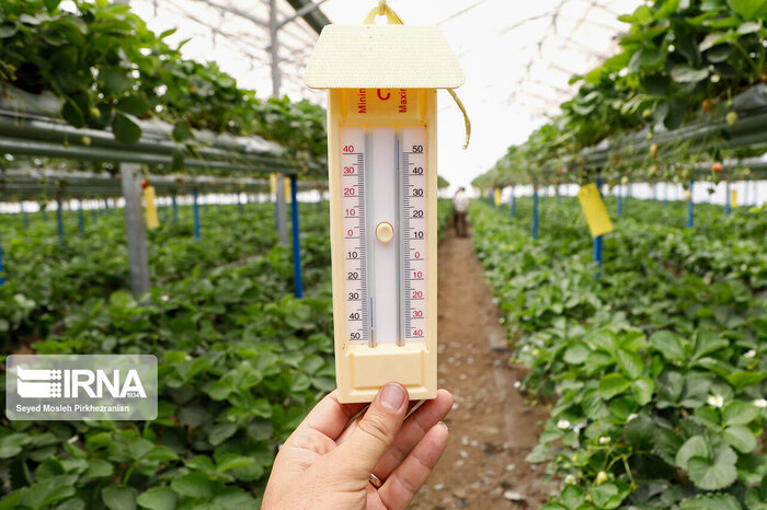 کشت گلخانهای استان اصفهان در تنگنای بودجه و تسهیلات