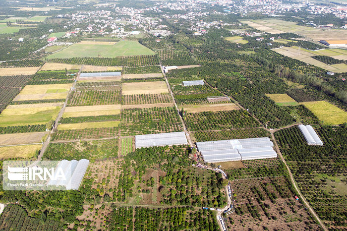 کشت گلخانهای استان اصفهان در تنگنای بودجه و تسهیلات