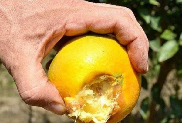 وزوز مرگبار مگس مدیترانهای بیخ گوش باغداران کرمان