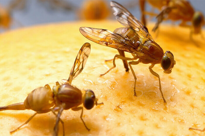 وزوز مرگبار مگس مدیترانهای بیخ گوش باغداران کرمان