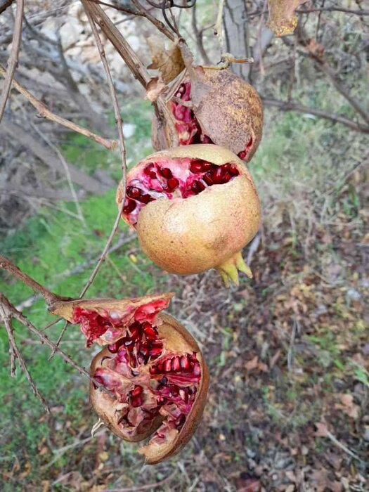 پاییزگردی با طعم میوه های باغی و جنگلی در روستای «مارین»