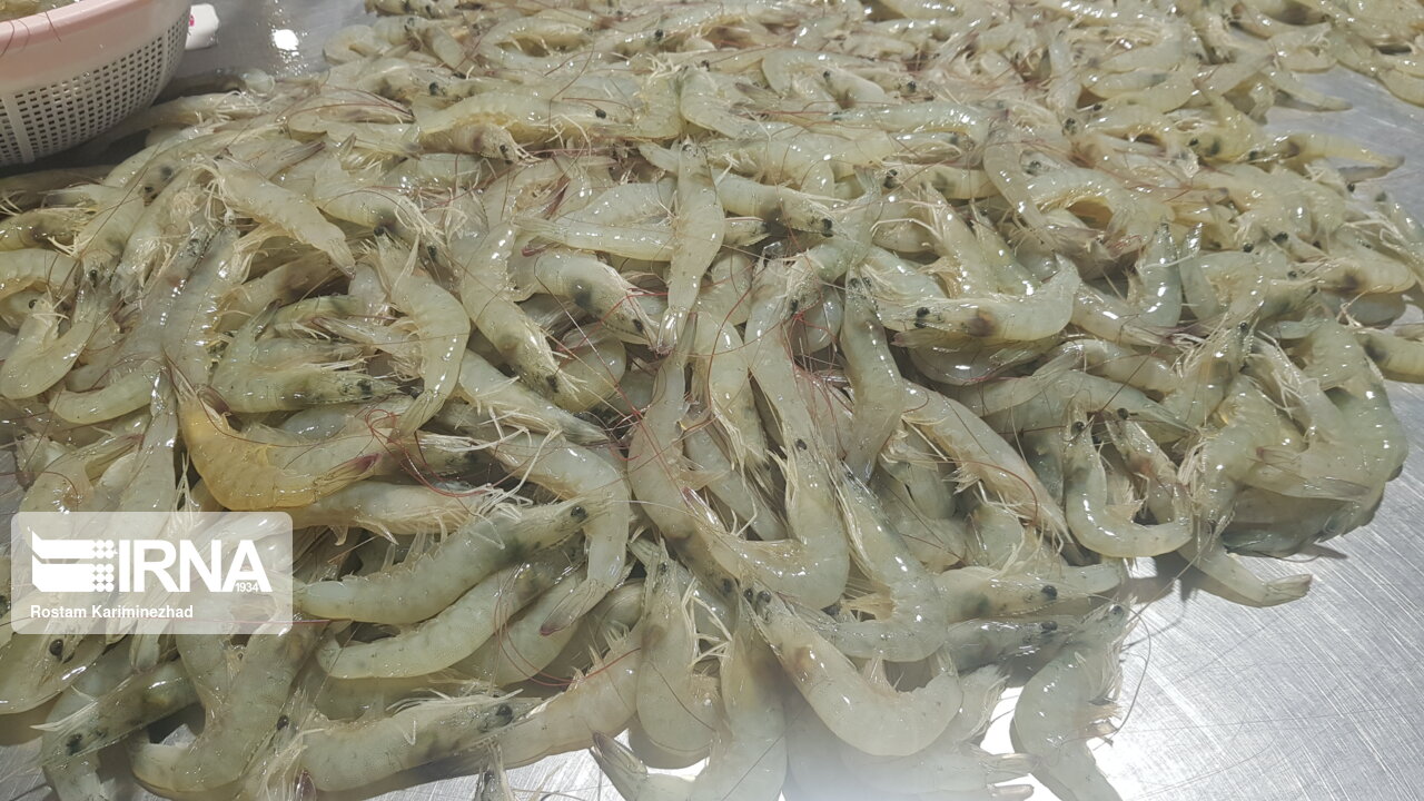 میگویِ بهشت آبزیپروری ایران؛ ارمغانی از گواتر برای صادرات به ۱۱ کشور + فیلم