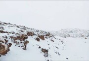 بارش برف برخی مناطق آذربایجان‌غربی را سفید پوش کرد