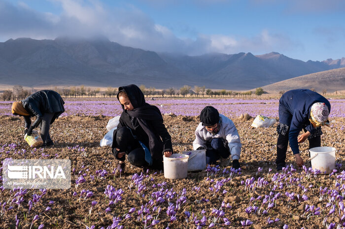 میزگرد ایرنا/ دست روشده اخلالگران بازار زعفران و ضرورت حمایت از طلای سرخ ایران