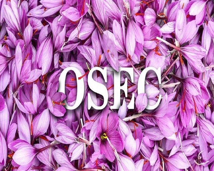 میزگرد ایرنا/ دست روشده اخلالگران بازار زعفران و ضرورت حمایت از طلای سرخ ایران