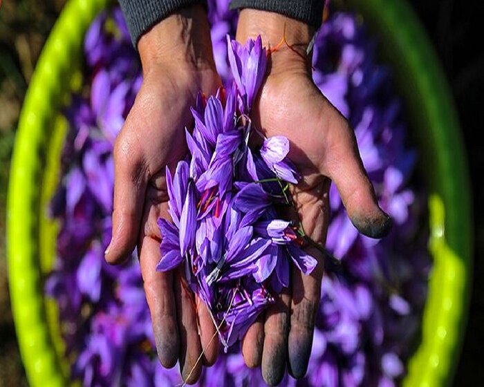 میزگرد ایرنا/ دست روشده اخلالگران بازار زعفران و ضرورت حمایت از طلای سرخ ایران