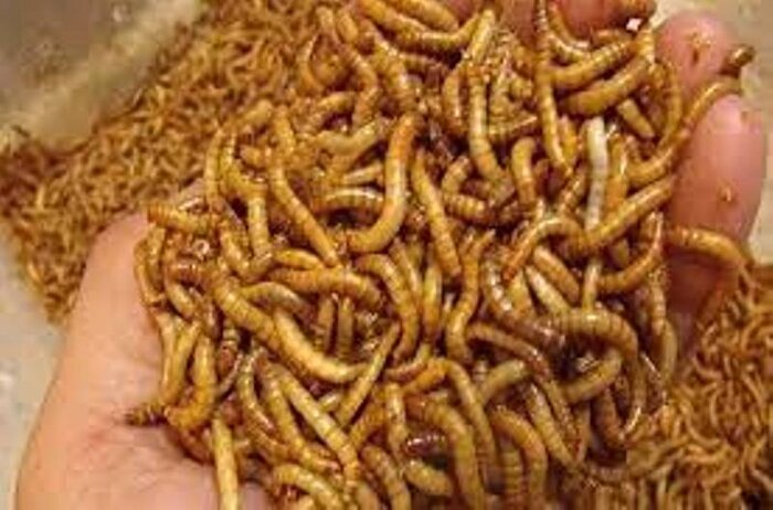 مبارزه با آفات با استفاده از حشرات مفید، ضرورت کشاورزی مدرن