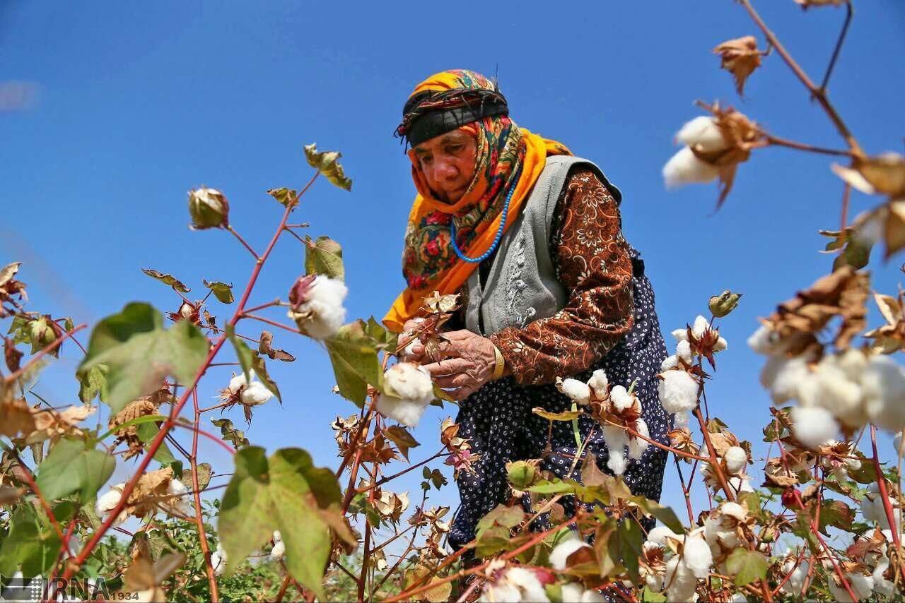 هرمزگان مهیای کشت پنج هزار هکتار پنبه است