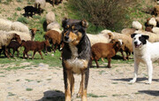 نگهداری ۱۳۰۰ سگ ولگرد در پناهگاه حیوانات ارومیه