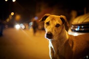 شهرداری تهران چگونه سگ‌های ولگرد را ساماندهی می‌کند؟