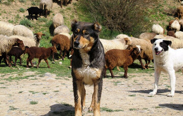نگهداری ۱۳۰۰ سگ ولگرد در پناهگاه حیوانات ارومیه