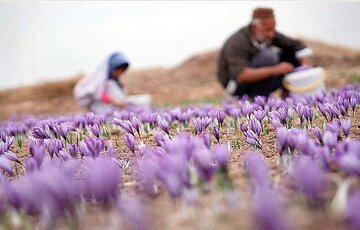 ۱۵۳ تن محصول زعفران در خراسان رضوی برداشت شد