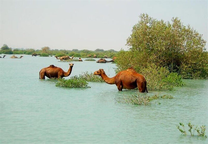 تلاش دولت برای حفظ جنگلهای حراء/ مجوزی برای احداث جاده صادر نشده است