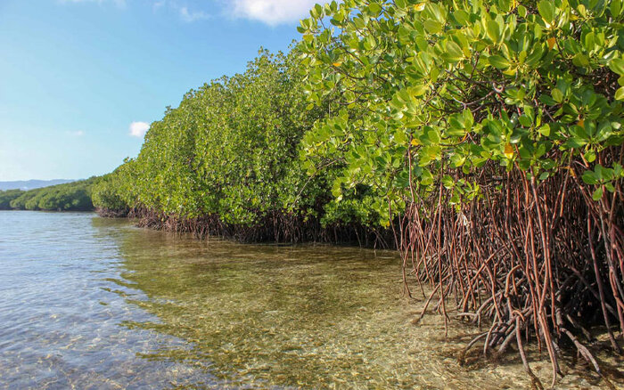 تلاش دولت برای حفظ جنگلهای حراء/ مجوزی برای احداث جاده صادر نشده است