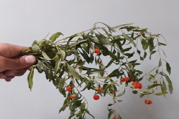 ورود گیاه «گوجی بری» به عرصه کشاورزی کرمانشاه