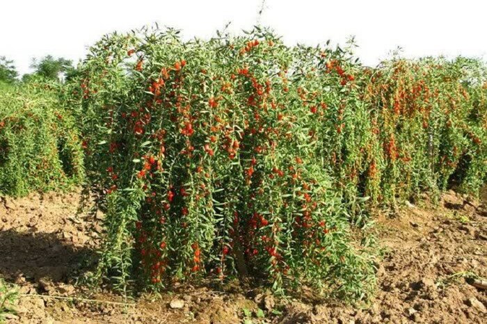 ورود گیاه «گوجی بری» به عرصه کشاورزی کرمانشاه
