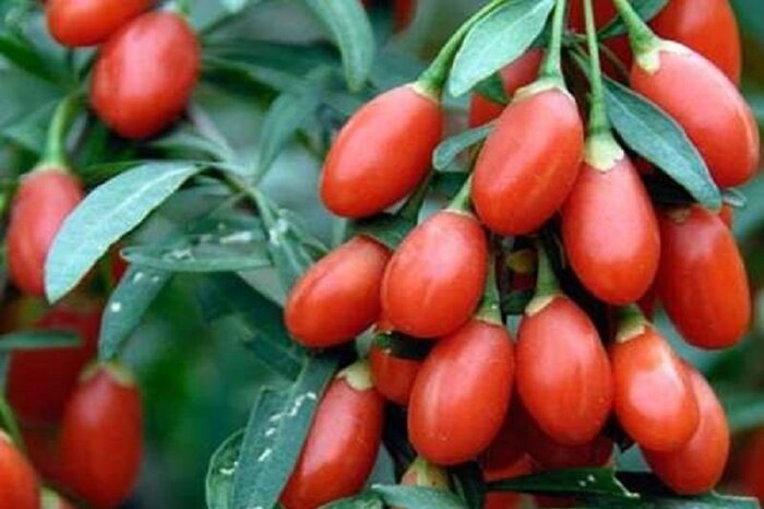 ورود گیاه «گوجی بری» به عرصه کشاورزی کرمانشاه